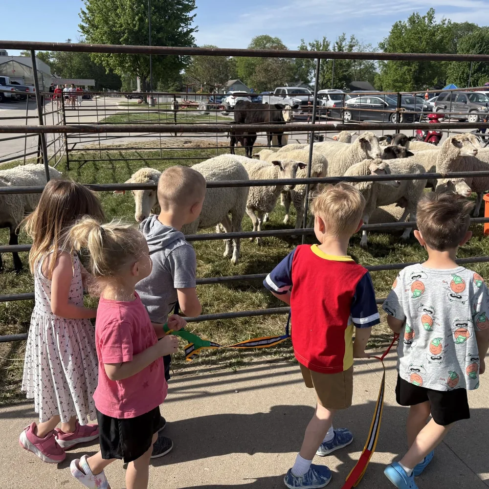 Children watching a pen of sheep and cattle during a community field trip